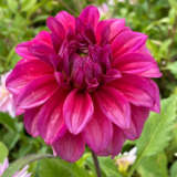 Dahlia Blue Hills Gold Pkdahbhg - Garden Express Australia