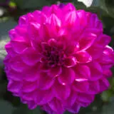 Dahlia Chad Pkdahchd - Garden Express Australia