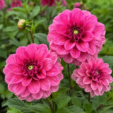 Dahlia Dusty Rose 2026 Pkdahdur - Garden Express Australia