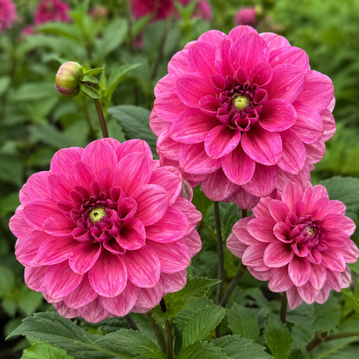 Dahlia Dusty Rose Dahlia Dusty Rose