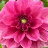 Dahlia Dusty Rose Dahlia Dusty Rose
