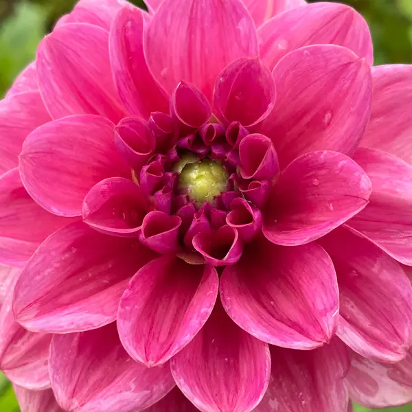 Dahlia Dusty Rose Dahlia Dusty Rose