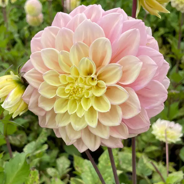 Dahlia Jody Lyn Dahlia Jody Lyn