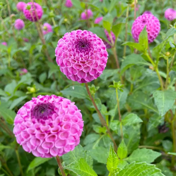 Dahlia Noreen Dahlia Noreen
