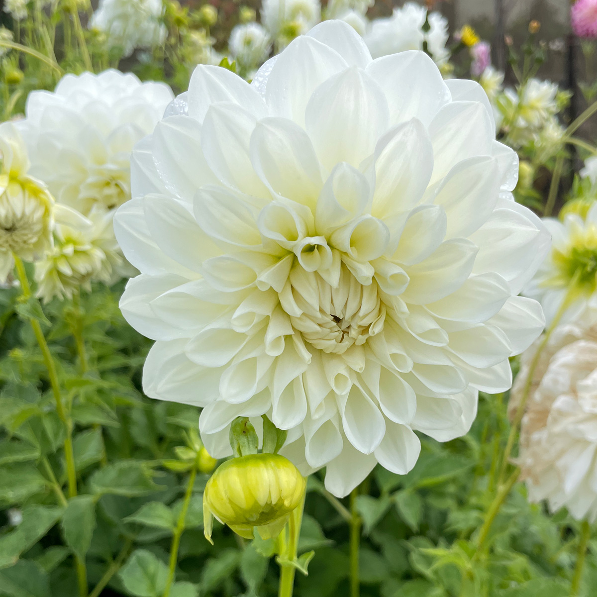 Dahlia Snow Princess Dahlia Snow Princess