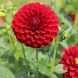 Dahlia Red Alert Pkdahral - Garden Express Australia