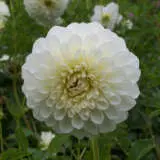 Dahlia Snow Princess Dahlia Snow Princess