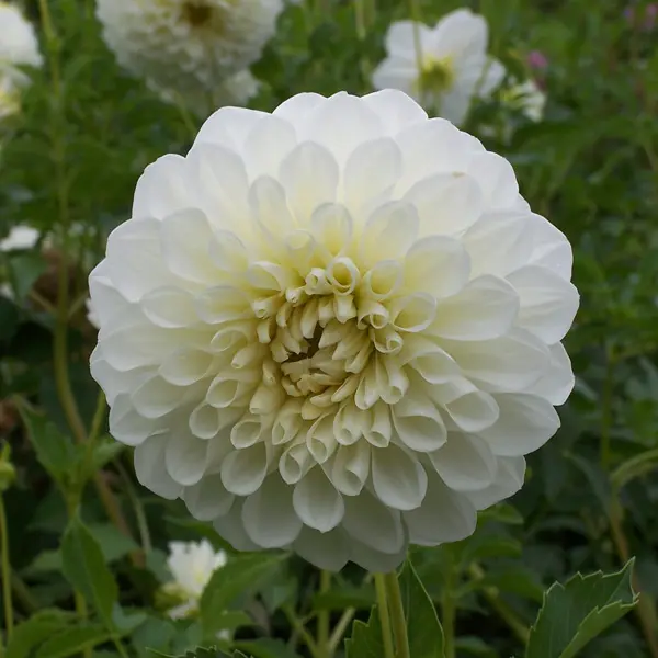 Dahlia Snow Princess Dahlia Snow Princess