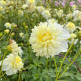 Dahlia Wendy A Pkdahwea - Garden Express Australia
