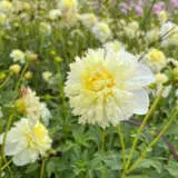 Dahlia Wendy A Pkdahwea - Garden Express Australia
