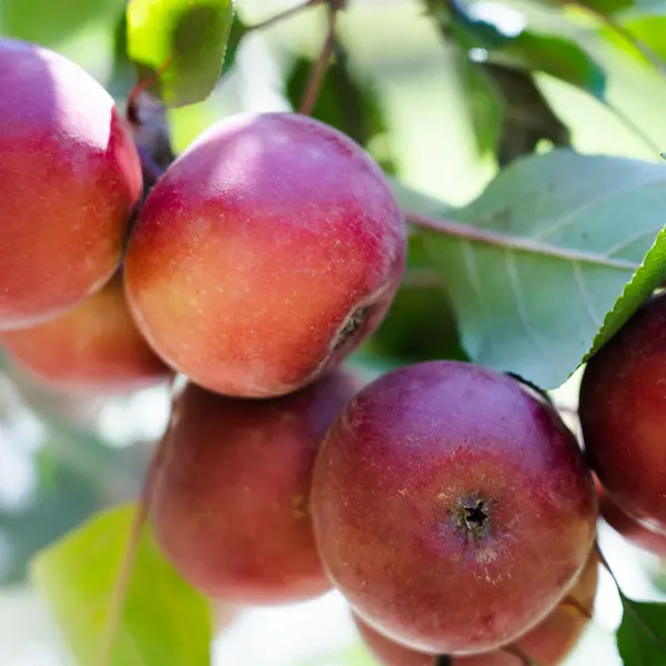 Dwarf Apple Magnus Summer Surprise (Pbr) Dwarf Apple Magnus Summer Surprise (Pbr)