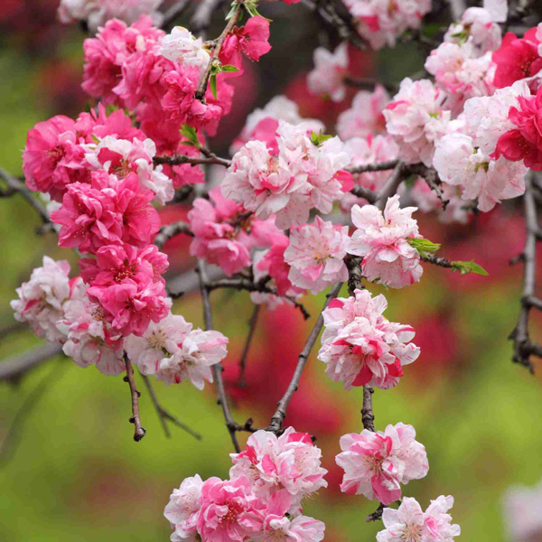 Dwarf Flowering Peach Versicolour Dwarf Flowering Peach Versicolour