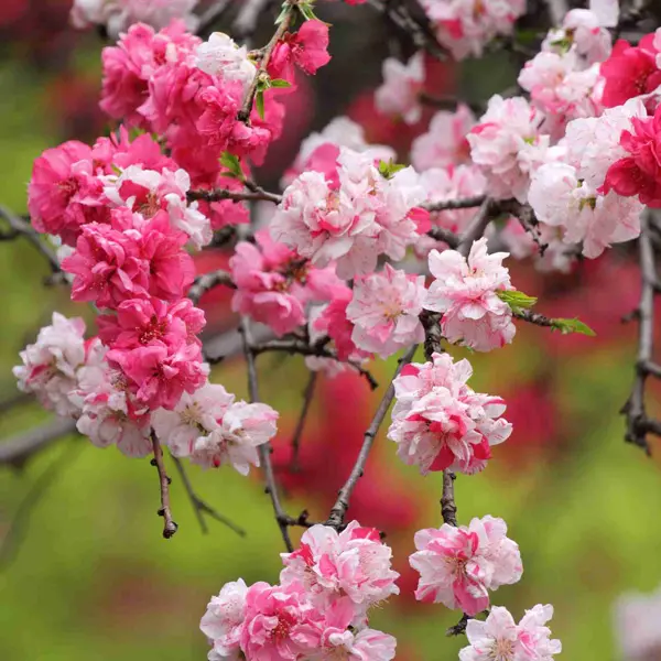 Dwarf Flowering Peach Versicolour