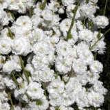 Dwarf Spring Bouquet Flowering Peach White Princess Dwarf Spring Bouquet Flowering Peach White Princess
