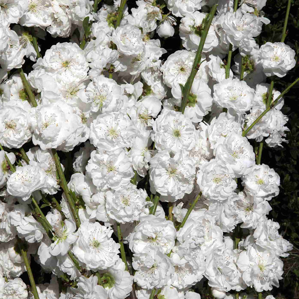 Dwarf Spring Bouquet Flowering Peach White Princess Dwarf Spring Bouquet Flowering Peach White Princess