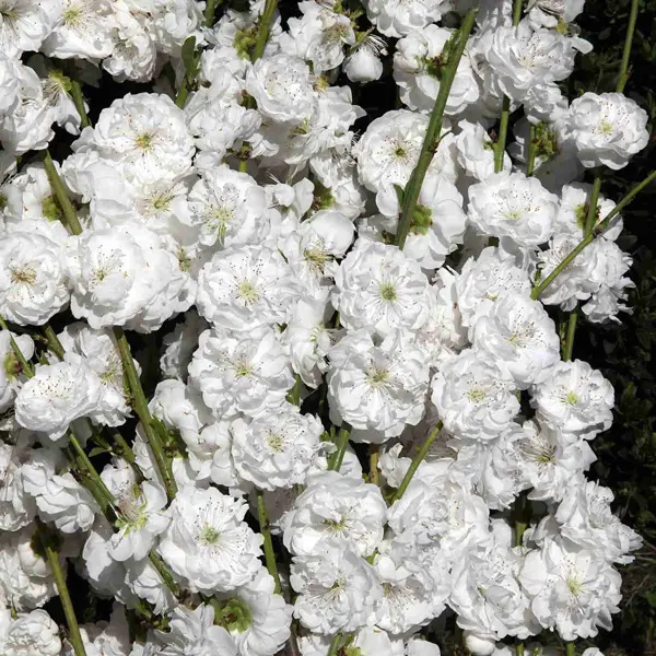 Dwarf Spring Bouquet Flowering Peach White Princess Dwarf Spring Bouquet Flowering Peach White Princess