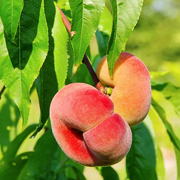 Dwarf Peach Angel Dwarf Peach Angel