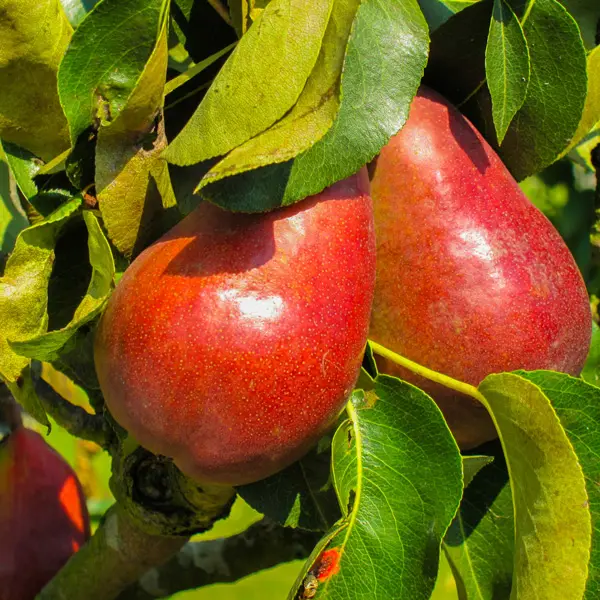 Dwarf Pear Red Princess (Pbr) Dwarf Pear Red Princess (Pbr)