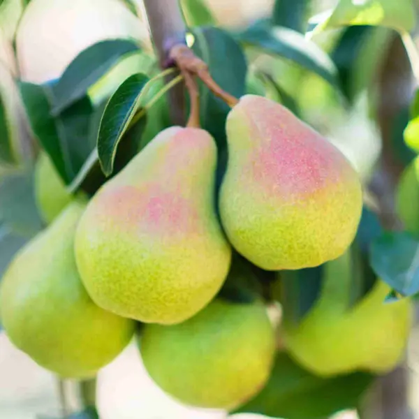 Dwarf Pear Sungold Dwarf Pear Sungold