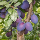 Dwarf Plum Damson Dwarf Plum Damson