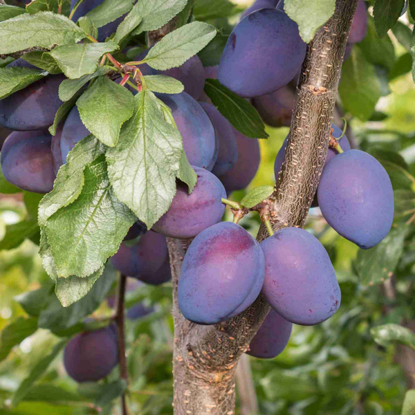 Dwarf Plum Damson Dwarf Plum Damson