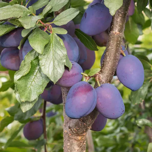 Dwarf Plum Damson Dwarf Plum Damson