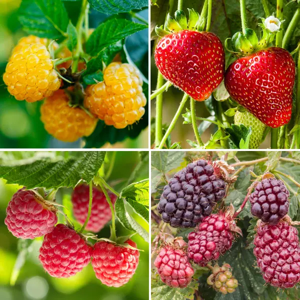 Fruit Salad Collection Fruit Salad Collection