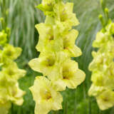 Gladioli Prima Verde Gladioli Prima Verde