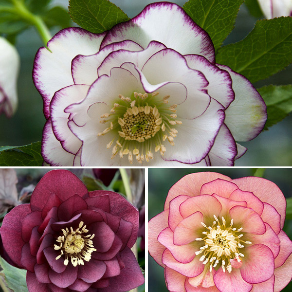 Hellebore Double Collection Hellebore Double Collection
