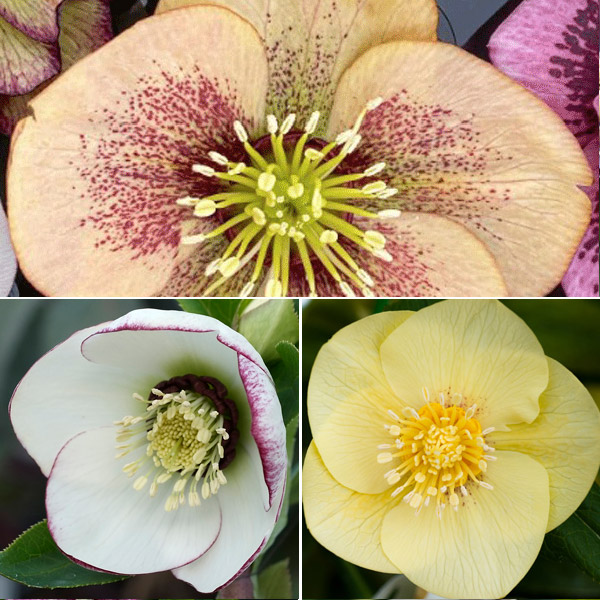 Hellebore Single Collection