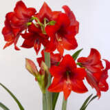 Hippeastrum Rapido Hippeastrum Rapido