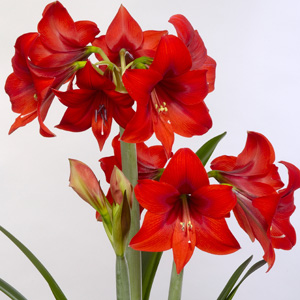 Hippeastrum Rapido Hippeastrum Rapido