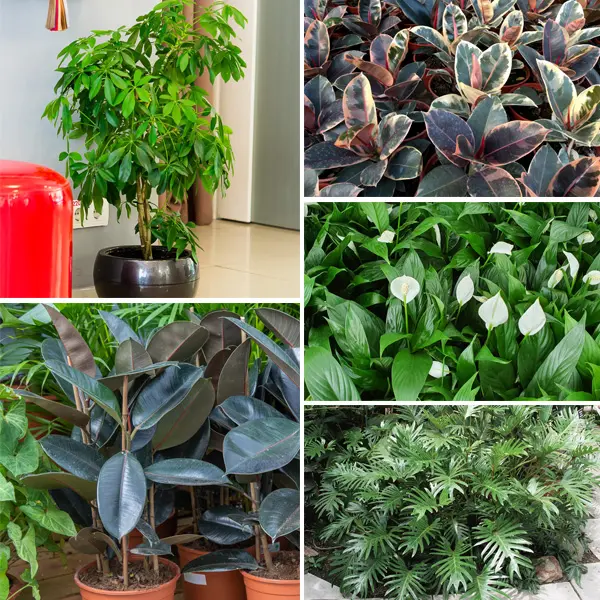 Indoor Plants Starter Pack Indoor Plants Starter Pack