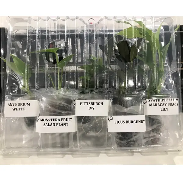 Indoor Plants Starter Pack Indoor Plants Starter Pack