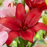 Lilium Batavus Pklilbat 2025 - Garden Express Australia