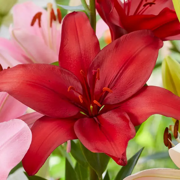Lilium Batavus Lilium Batavus