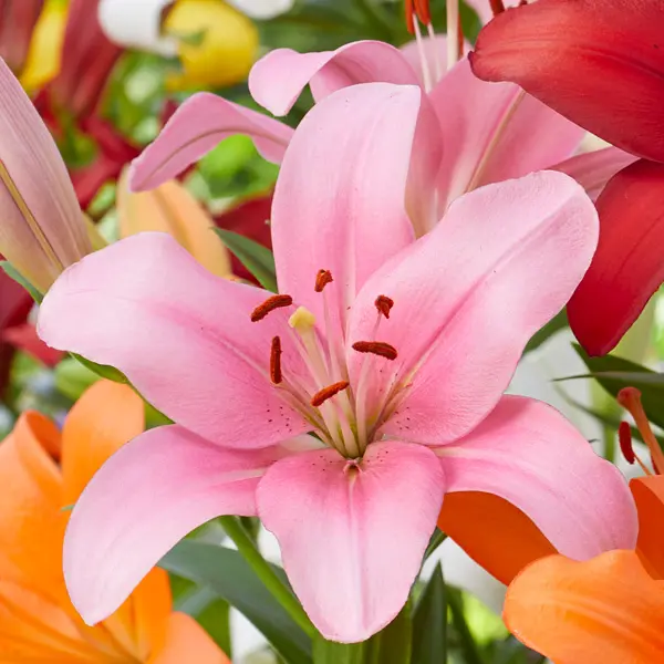 Lilium Dam Square