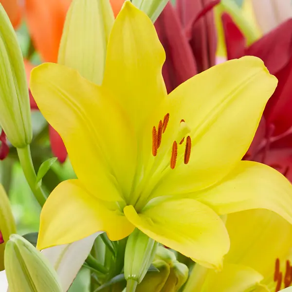 Lilium Hinault Lilium Hinault