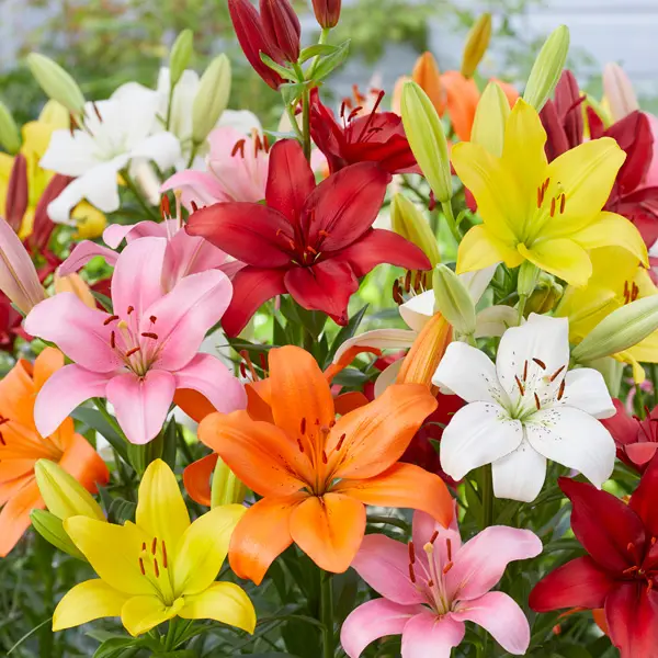 Planting Stock Lilium Mixed Planting Stock Lilium Mixed