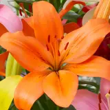 Lilium Puma 2025 Pklilpum - Garden Express Australia