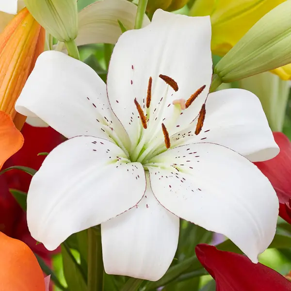 Lilium Punjab Lilium Punjab