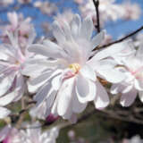 Magnolia Stellata Magnolia Stellata