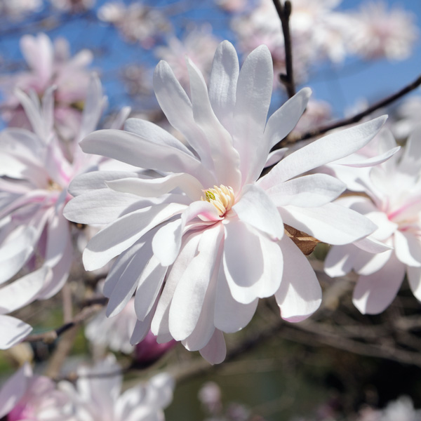 Magnolia Stellata Magnolia Stellata