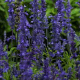 Salvia Big Blue P68salbbl - Garden Express Australia