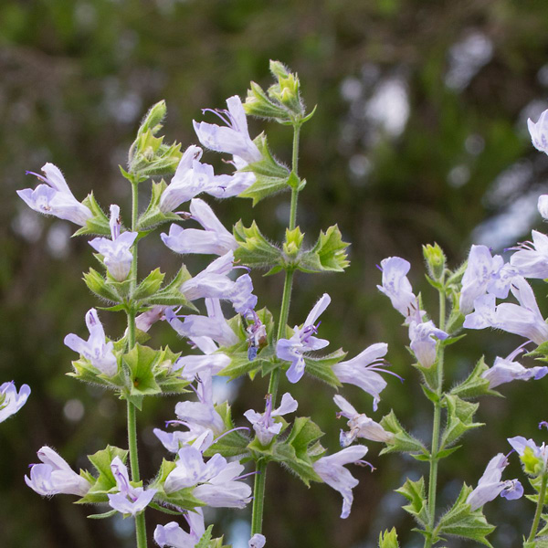 Salvia Finngrove