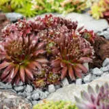 Sempervivum Cinnamon Starburst 1 Plasemcsb - Garden Express Australia