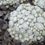 Sempervivum Colorockz Arctic White Sempervivum Colorockz Arctic White