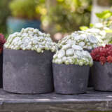 Sempervivum Colorockz Arctic White