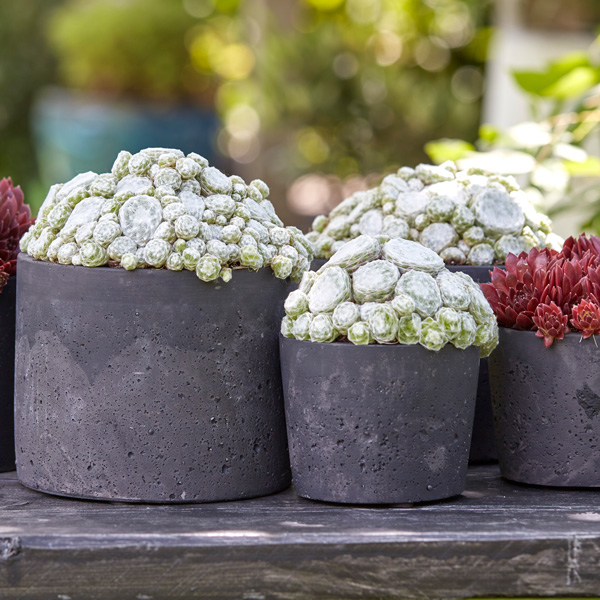 Sempervivum Colorockz Arctic White