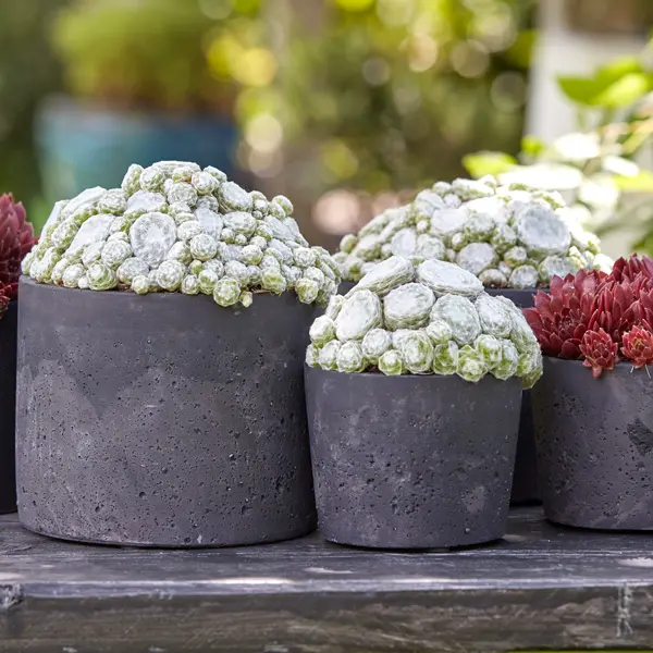 Sempervivum Colorockz Arctic White